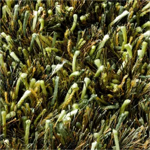 Ronaldo Area Rug - Lime